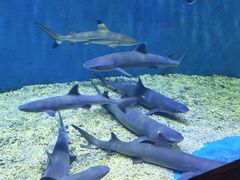 -华夏文旅海洋公园