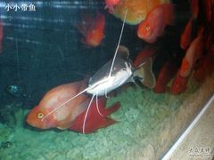 -骏莱海鲜鱼港(五角场店)