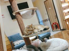 -滚猫咖啡·猫咖·猫友好撸猫(未来城店)