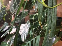 -Rabbit Cafe私房西餐甜点咖啡(栖霞路店)