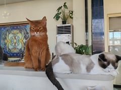 -猫小院猫主题餐厅(南锣旗舰店)