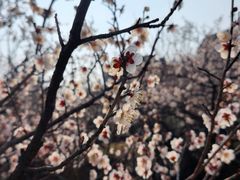 -香雪海