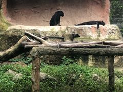 -清迈夜间动物园