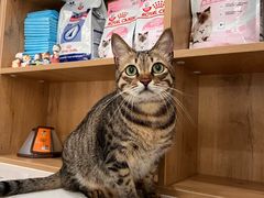 -艾贝尔宠物医院·24H转诊中心·肿瘤猫专科(江宁双龙店)