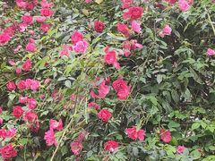 -红星桥(地铁站)