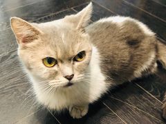 -猫色咖啡·猫咖