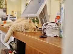 -有猫主题·治愈系猫咖(曾厝垵店)