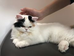 -米宠家·撸猫猫咖小萌宠·猫咪洗澡·猫咪寄养(高新大都荟店)