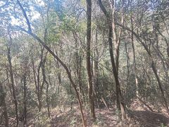 -西湖风景区十里琅珰-五云山