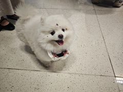 -帕帕拉兹宠物(亚洲旗舰店)