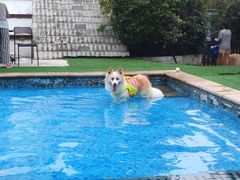 -汪说喵讲宠物乐园宠物酒店(红星美凯龙店)