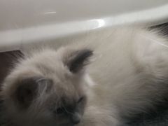 -欣宠猫屋·矮脚拿破仑·蓝金金渐层