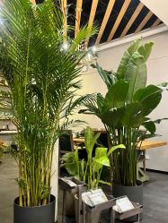 -芳香乐府疗愈空间·SPA·冥想