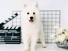 -翊宠yipet猫狗购宠庄园犬舍•猫舍