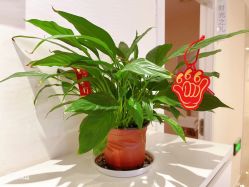 -SILKTONE诗丽堂美容