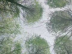 -黄海国家森林公园