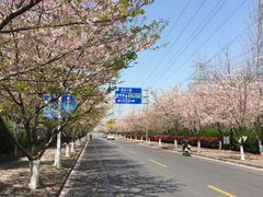 -高东镇樱花园