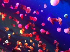 -成都浩海立方海洋公园