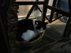 Anne猫窝咖啡屋-Anne猫窝咖啡屋