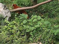 -都江堰中华大熊猫苑