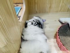 -屋虎猫馆(宝安大仟里店)