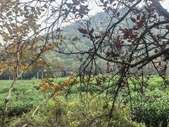 -中国茶叶博物馆(双峰馆区)