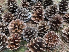 -铁山坪森林公园