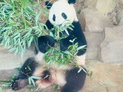 -都江堰中华大熊猫苑