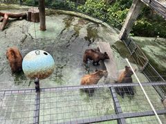 -深圳野生动物园