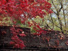 -静安公园(静安寺街道)