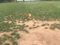 -趣玩宠物乐园寄养训犬训狗游泳池
