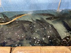 -杨林闻老三酸菜鱼(总店)