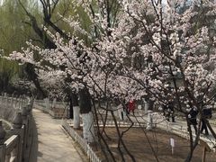 -文瀛公园