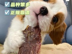 -萌宠之家·腊肠犬·马尔泰·小体犬舍