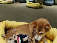 -逗柴咖啡屋·狗咖猫咖宠物桌游