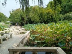 -桂湖森林公园