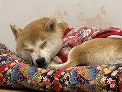 -柴迷FANS CLUB·柴犬狗咖·猫咖