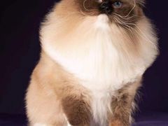 -青奢宠物·青奢猫舍