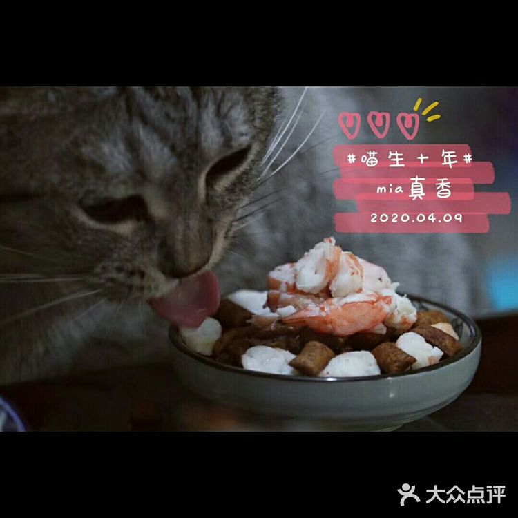 【在家撸猫】猫肉分割图·庖丁解猫