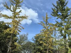 -上海佘山国家森林公园天马山园