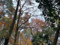 -岳麓山风景名胜区