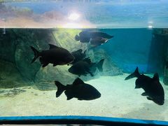 -福州罗源湾海洋世界旅游区