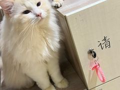 -藏猫猫咖啡主题馆(中央大道店)