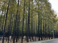 -日照海滨国家森林公园