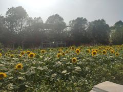 -百万葵园