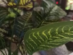 -纪林菜馆·博山菜老字号(华光路店)