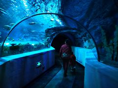 -芜湖新华联大白鲸海洋公园