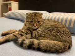 -爱侣宠医·鹦鹉专科·小型哺乳类·异宠专科(灵石路店)