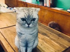 -李小姐の猫咖啡馆(五角场店)