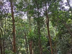 -梧桐山风景名胜区